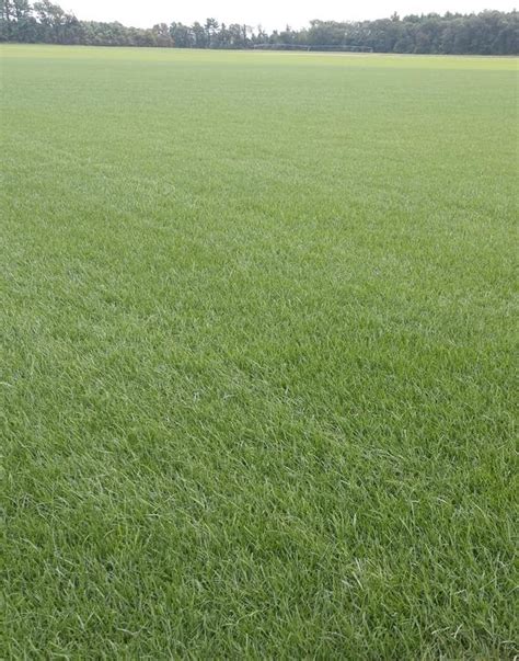Do not fertilize fescue grass in the summer. Summer Tall Fescue Blend