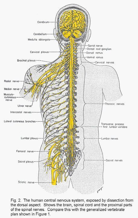 Neuroanatomy Human Central Nervous System Nervous System Anatomy