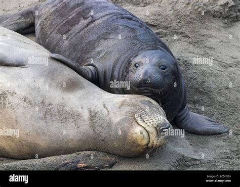 Northern Elephant Seal Pup