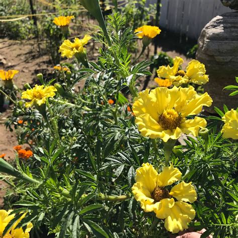 Giant Yellow Marigolds Seeds Us Seller Organic Seeds Non Etsy