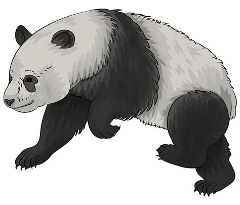 Giant Panda Po Clip Art Vector Graphics Cartoon Polar