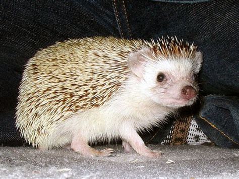 Guide To Raising Pet Hedgehogs | PetHelpful