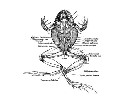 When the superficial fibular nerve reaches the lower third of the leg, it pierces the deep crural fascia and terminates by dividing into the medial and intermedial dorsal cutaneous nerves. Dorsal Frog Muscles