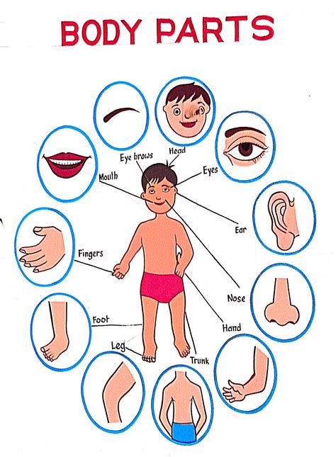 Parts Of The Body Printable Chart Images Diagram Jos Hot Sex Picture