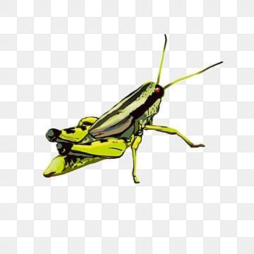 Green Grasshopper Png Vector Psd And Clipart With Transparent Background For Free Download