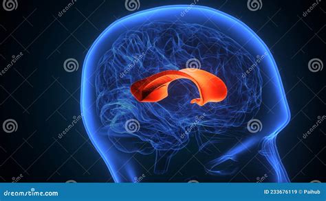 D Illustration Of Human Brain Corpus Callosum Anatomy Stock Illustration Illustration Of