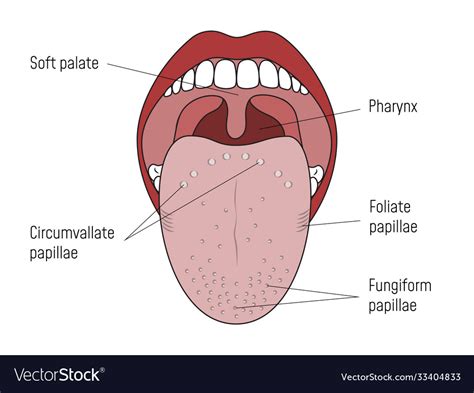 Lingual Gustatory Papillae And Taste Buds Human Vector Image