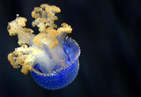 Blue Jellyfish Genoa Aquarium Italy Starflight Photo Blog