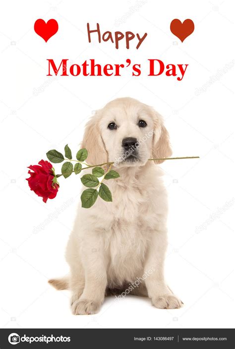 Images Happy Dog Mothers Day Golden Retriever Puppy
