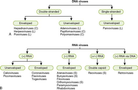 Viral Structure Classification And Replication Oncohema Key