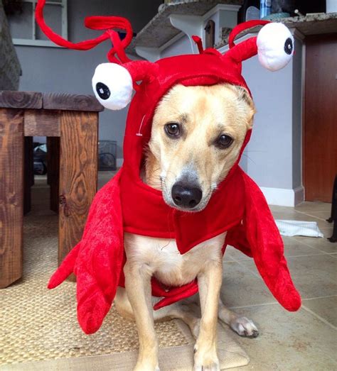 Lobster Dog Dog Halloween Costume