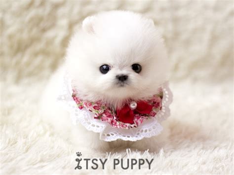 They make wonderful companions for all types of people and all ages. Cute Teacup Pomeranians | Pomeranian Dog | ShowMe