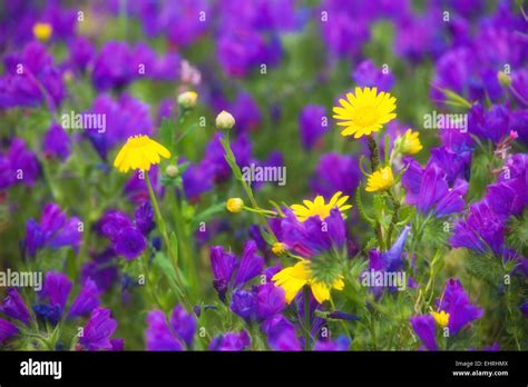Flowery Field In Spring Stock Photo Alamy
