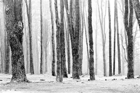 On Deviantart Foggy Forest