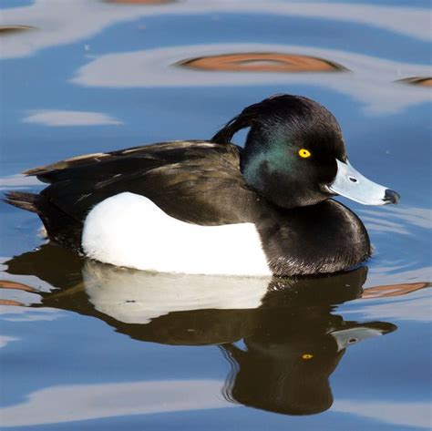 Tufted Duck Appears In Melbourne Australia Sewage Plant