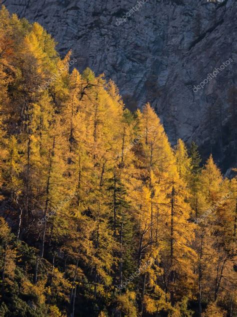 Larch Trees In Golden Color Forming Contrast With Shadowy Rocky