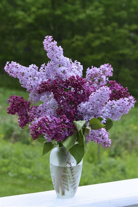 Lilac Centerpiece Tablescape Centerpiece Purple Lilac Plant Lilac