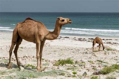 10 Wild Animals In Kuwait Wildlife In Kuwait Kevmrc