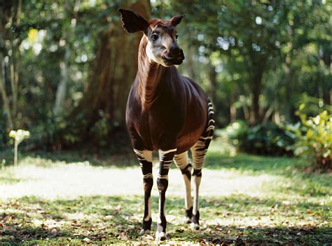10 Extraordinary Facts About The Elusive Okapi