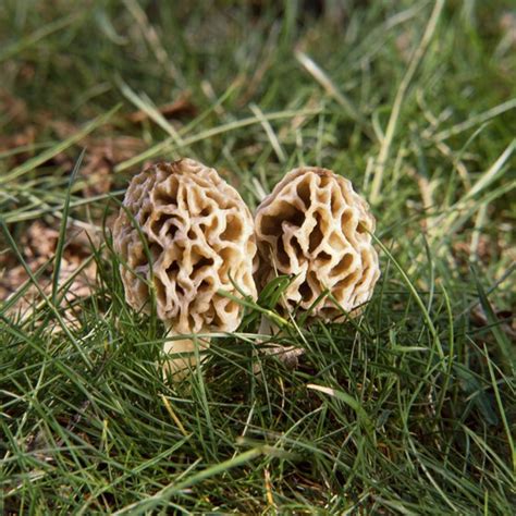Morel Mushroom Hunting In Northern Wisconsin Usa Today
