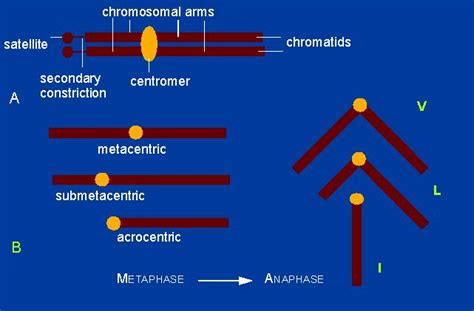 Botany Online Cytology Mitosis Meiosis Division Of Cell And Nucleus