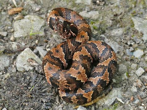 Cottonmouth Agkistrodon Piscivorus Phenology Project