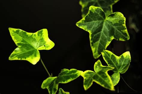 Shallow Focus Photography Of Green Leaves Hd Wallpaper Wallpaper Flare