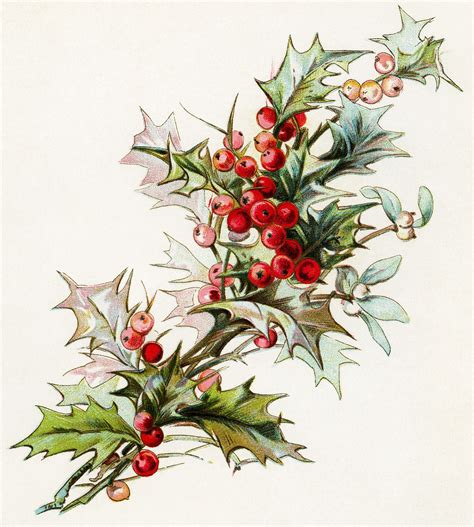 Clip Art Images Of Christmas Holly Tree Mistletoe Clipart 20 Free