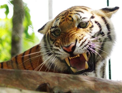 Pour les sujets ou articles dits homonymes, voir : Tigre siberiano ataca a su cuidadora en un zoológico ruso ...
