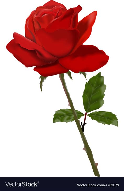 Top 152 Red Rose Pic Wallpaper Best Noithatsivn