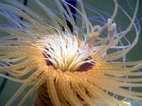 This Sea Anemone Now Has The Largest Animal Mitochondrial Genome On