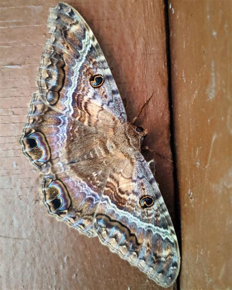 Giant Moth Often Mistaken For A Bat Is Spotted In Chicago Far From Its