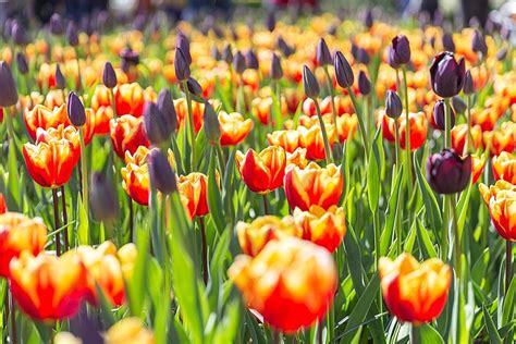Background Ladang Tulip Mekar Di Belanda Pada Musim Semi Foto Dan
