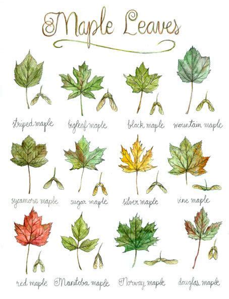 Recognizing Maple Trees A Guide Mast Producing Trees
