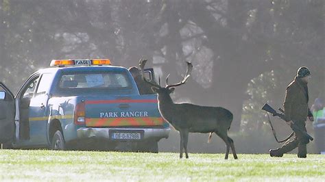 Campaigners Criticise Deer Cull In Dublins Phoenix Park Utv Itv News
