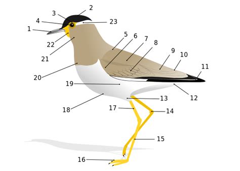 Анатомија птица — Википедија
