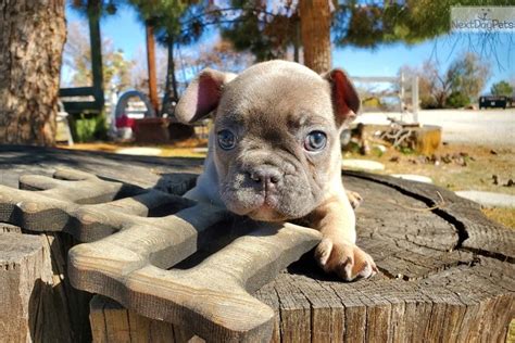 See more of blue mountain french bulldogs on facebook. Blue Sable: French Bulldog puppy for sale near Los Angeles ...