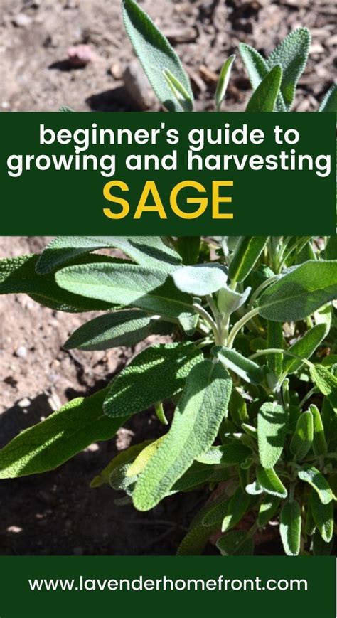 How To Grow And Harvest Sage Growing Sage Sage Plant Diy Herb Garden