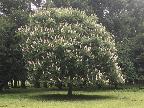 Photo Of The Entire Plant Of Indian Horse Chestnut Aesculus Indica