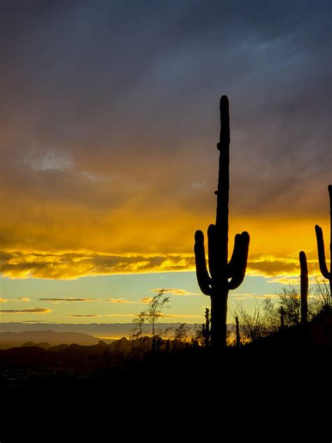 Saguaro Cactus Silhouette In Sunset A Photo On Flickriver