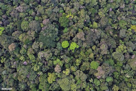 Birds Eye View Drone Photos Of The Amazon Rainforest Insider