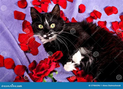 Sweet Cat Lying On The Red Rose Petals Stock Photo Image Of Fluffy