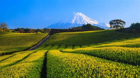 Papéis De Parede Japão Fuji Mountain Plantação De Chá