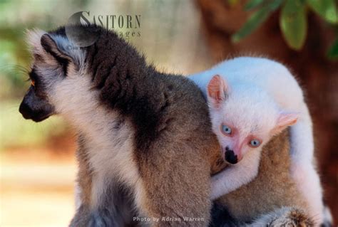 Ring Tailed Lemurs Lemur Catta All White Baby Male Albino Lemur On