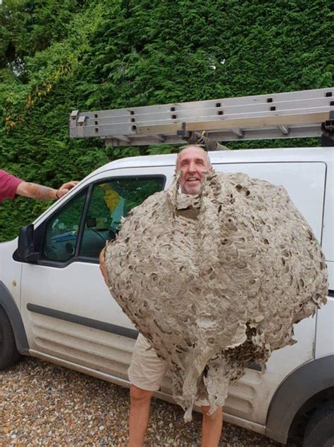 Click here to learn more! Gallery | Insects and Rodents | Brand Pest Control