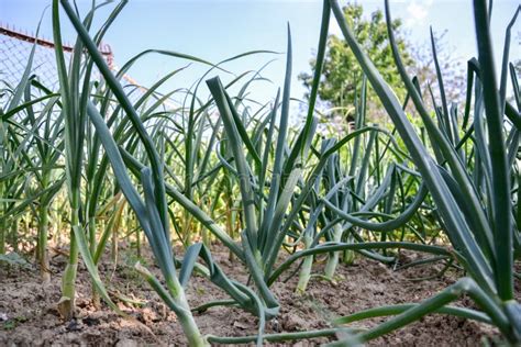 Growing Planted Home Grown Onions Allium Cepa And Garlic Allium Sativum