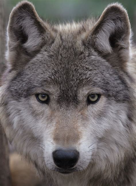 Gray Wolf — Wildlife Science Center