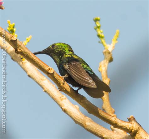 Birds Of Barbados Green Throated Carib Eulampis Holosericeus