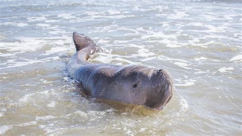 Rescued Baby Dugong Euthanised Townsville Bulletin