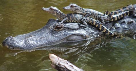 Alligator Lifespan How Long Do Alligators Live A Z Animals